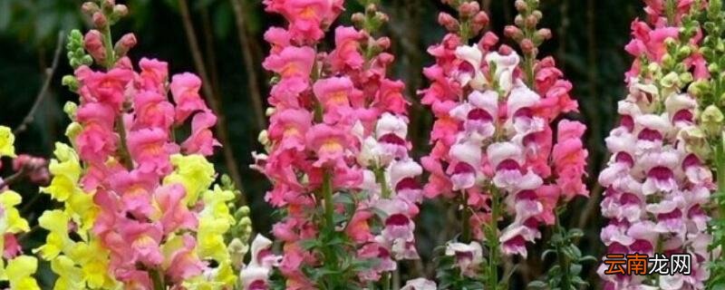 金鱼草一年开几次花