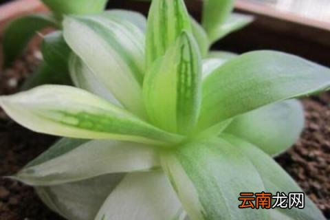 京之华是不是玉露