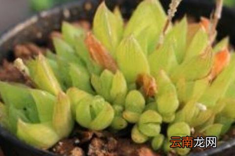 京之华是不是玉露