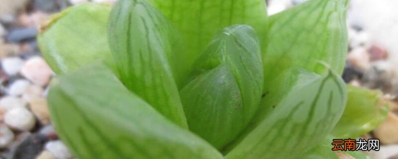 京之华是不是玉露