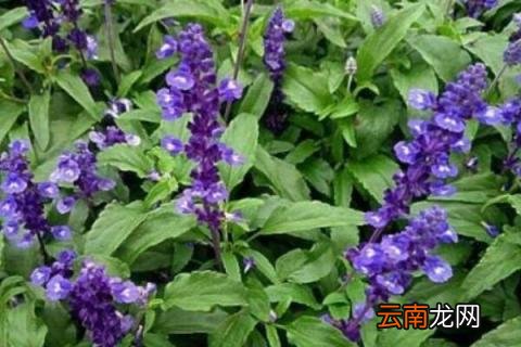 蓝花鼠尾草花期