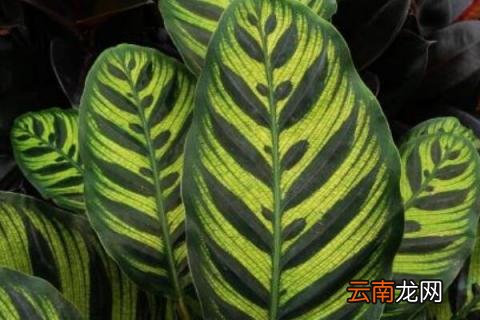 孔雀竹芋会开花吗