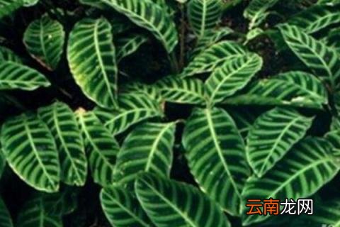 孔雀竹芋会开花吗