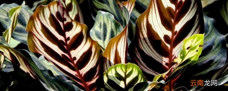 孔雀竹芋会开花吗