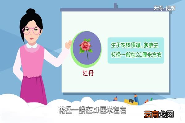 芍药和牡丹的区别 芍药和牡丹有什么不同