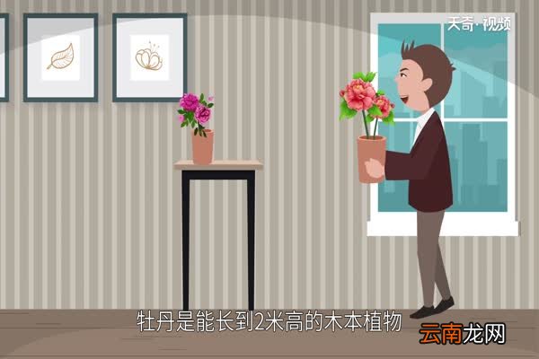 芍药和牡丹的区别 芍药和牡丹有什么不同