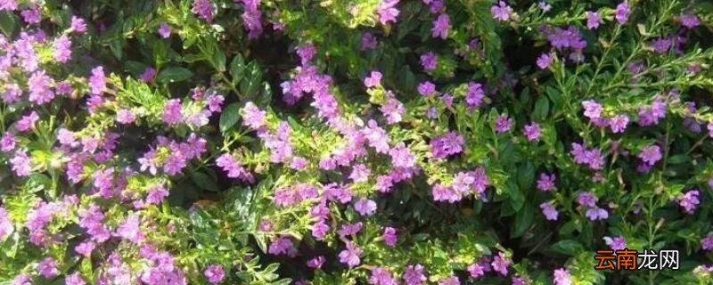 萼距花花期