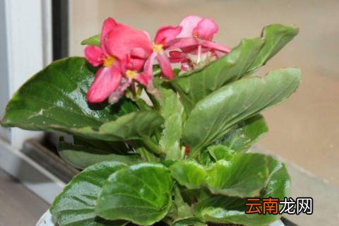 玻璃翠有毒吗