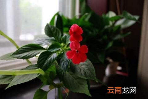 玻璃翠有毒吗