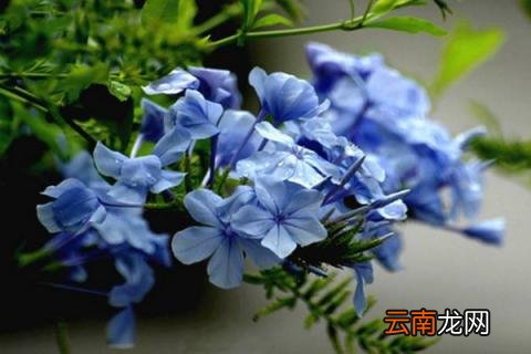 蓝雪花寓意