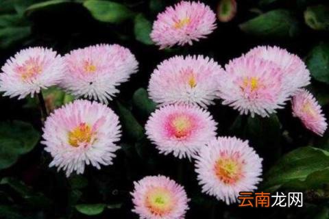 雏菊寓意
