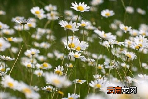 雏菊寓意