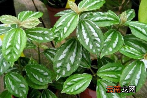 冰水花和冷水花的区别