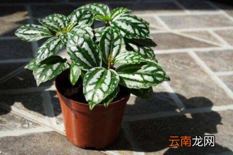 冰水花和冷水花的区别
