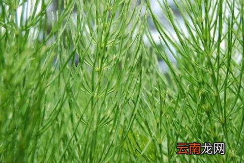 问荆草就是节节草吗