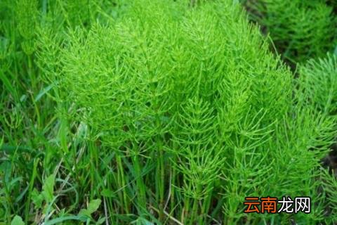 问荆草就是节节草吗