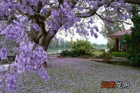 蓝楹花和蓝花楹区别