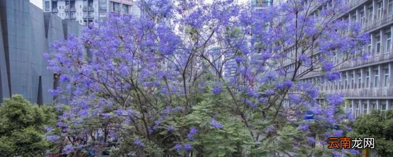 蓝楹花和蓝花楹区别