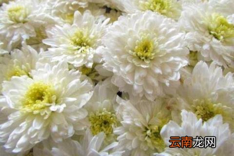 贡菊和菊花的区别