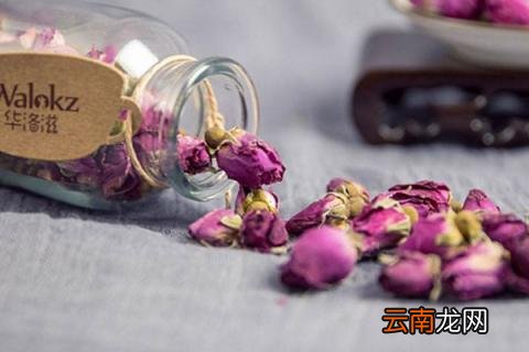 哪种月季可以吃