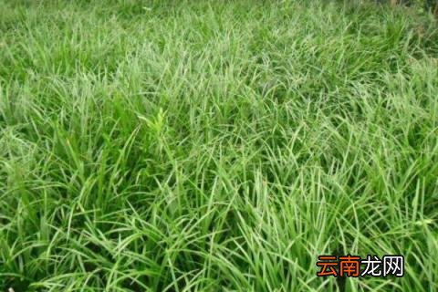 麦冬是什么植物