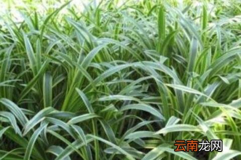 麦冬是什么植物