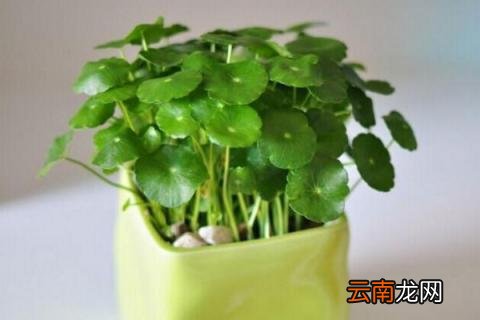 金钱草开花后怎么处理