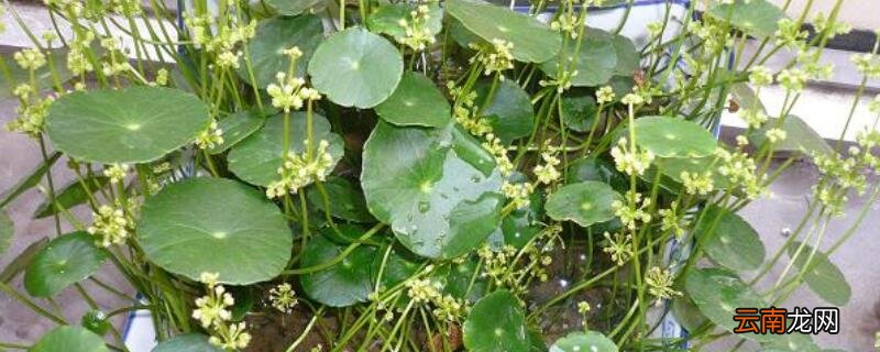 金钱草开花后怎么处理