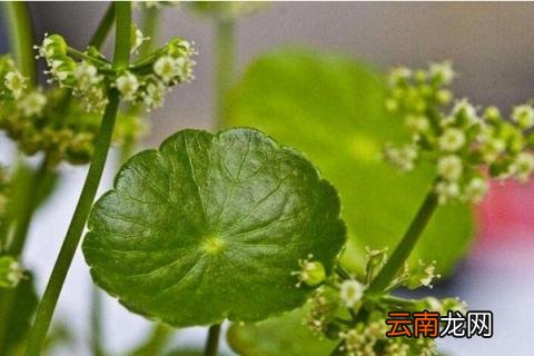 金钱草开花后怎么处理
