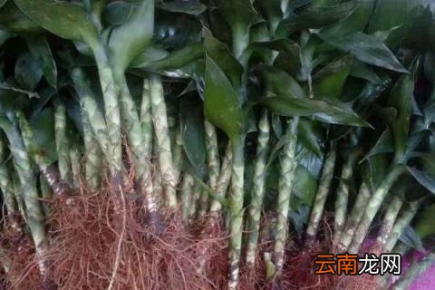 鸿运竹开花吗
