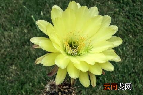 毛花柱几年开花