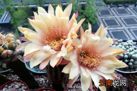 毛花柱几年开花