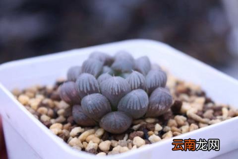 蛭石拌土能养花吗