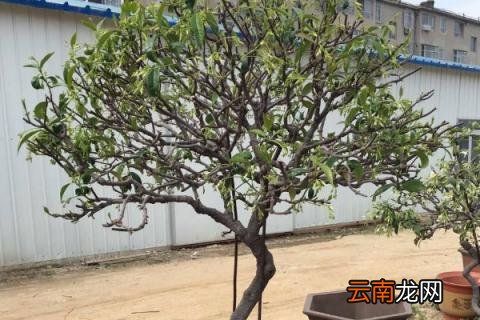 盘龙香可以放室内养吗