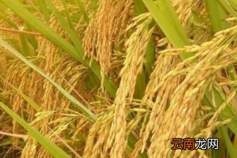 须根系植物有哪些