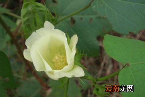 棉花的生长过程