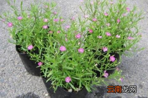 满天星小苗是什么样子
