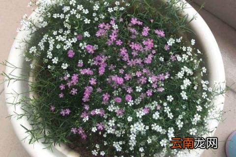 满天星小苗是什么样子
