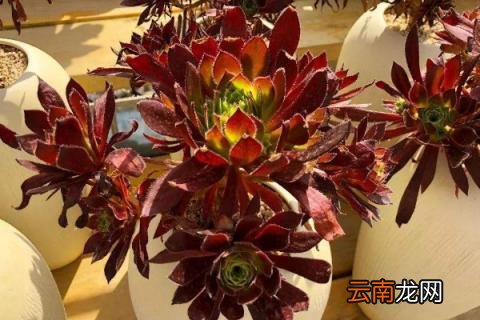 法师需要多高的盆