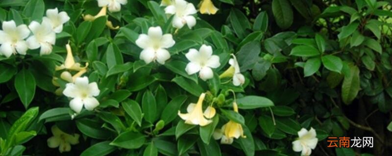 非洲茉莉叶子一碰就掉