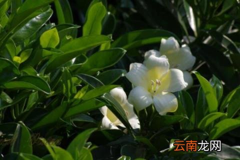 非洲茉莉叶子一碰就掉