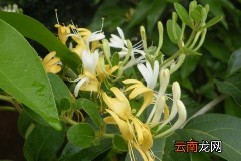 金银花什么时候采