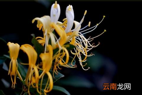 金银花什么时候采