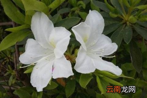 映山白与白杜鹃的区别