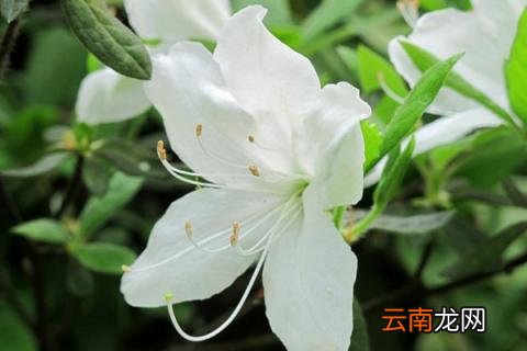 映山白与白杜鹃的区别