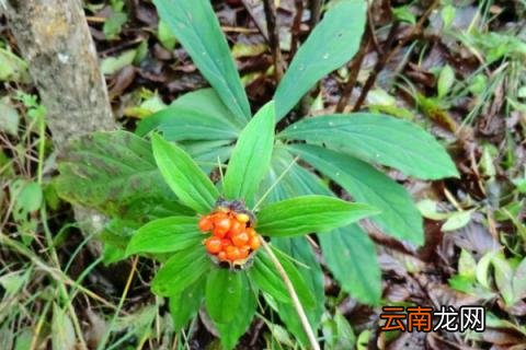 野生七叶一枝花有几种