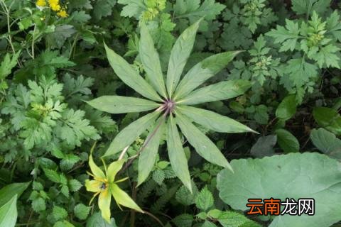 野生七叶一枝花有几种