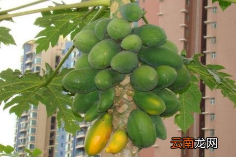 木瓜的生长过程