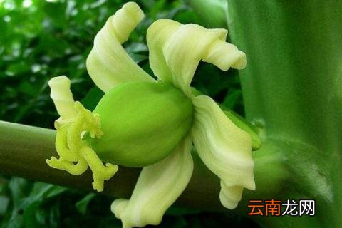 木瓜的生长过程