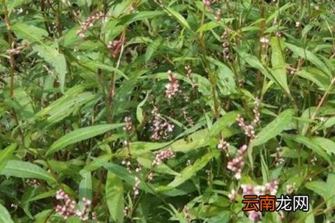 辣蓼有几种
